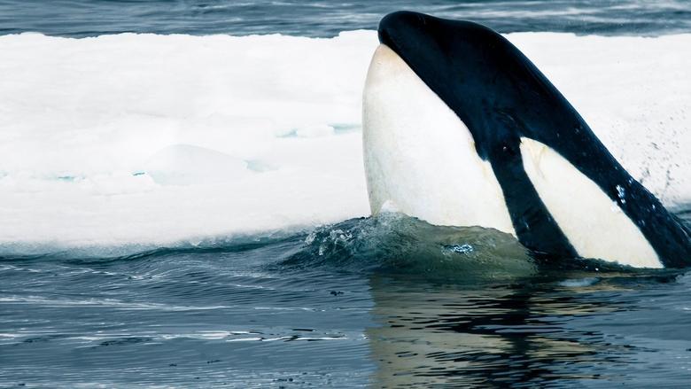 Expedition Killer Whale image